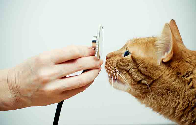 Pet wellness, supported by veterinary care, can keep your pet safe for a lifetime.