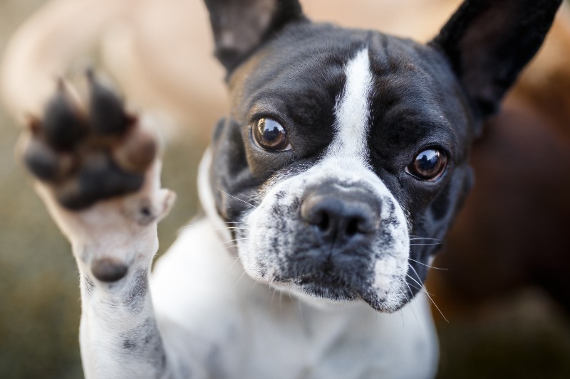 My Dog's Paws Smell Like Fritos – Is This Normal? | Hampton Veterinary  Hospital