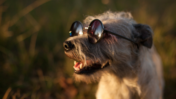 A dog wearing sunglasses in the sunset