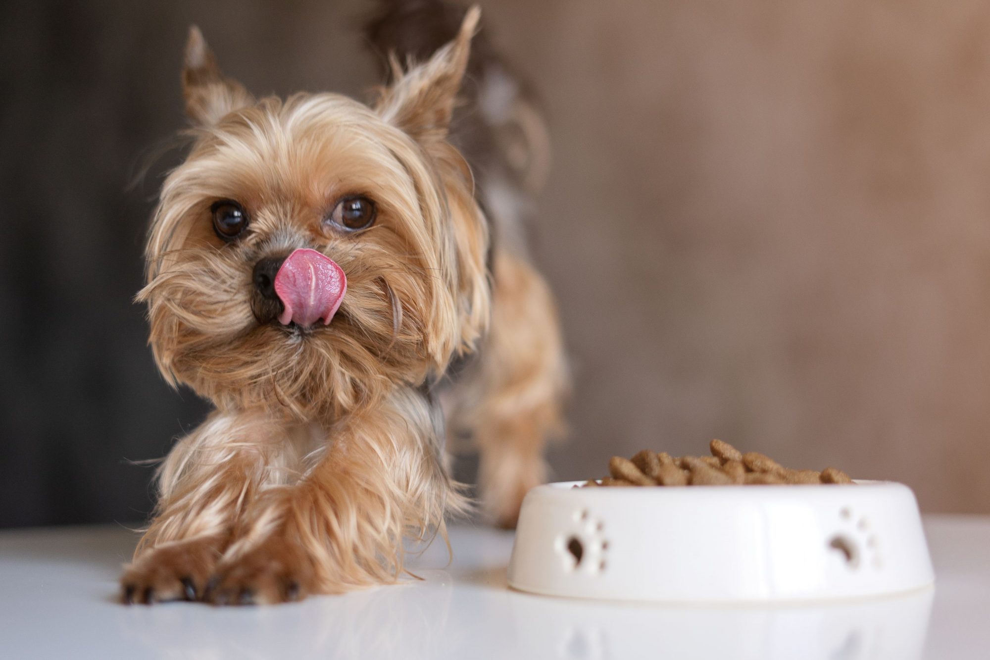 Mini yorkshire terrier with a bowl of food.