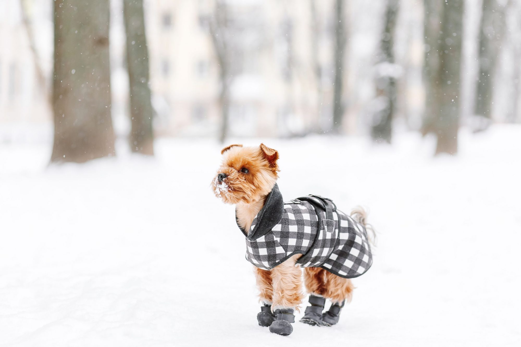 Yorkshire terrier in the snow wearing coat and doggie booties.