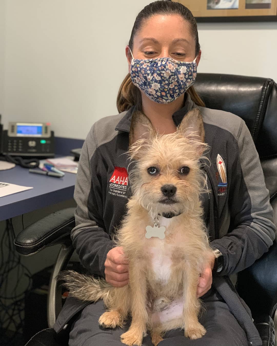 Hampton Veterinary Hospital veterinarian holding dog patient