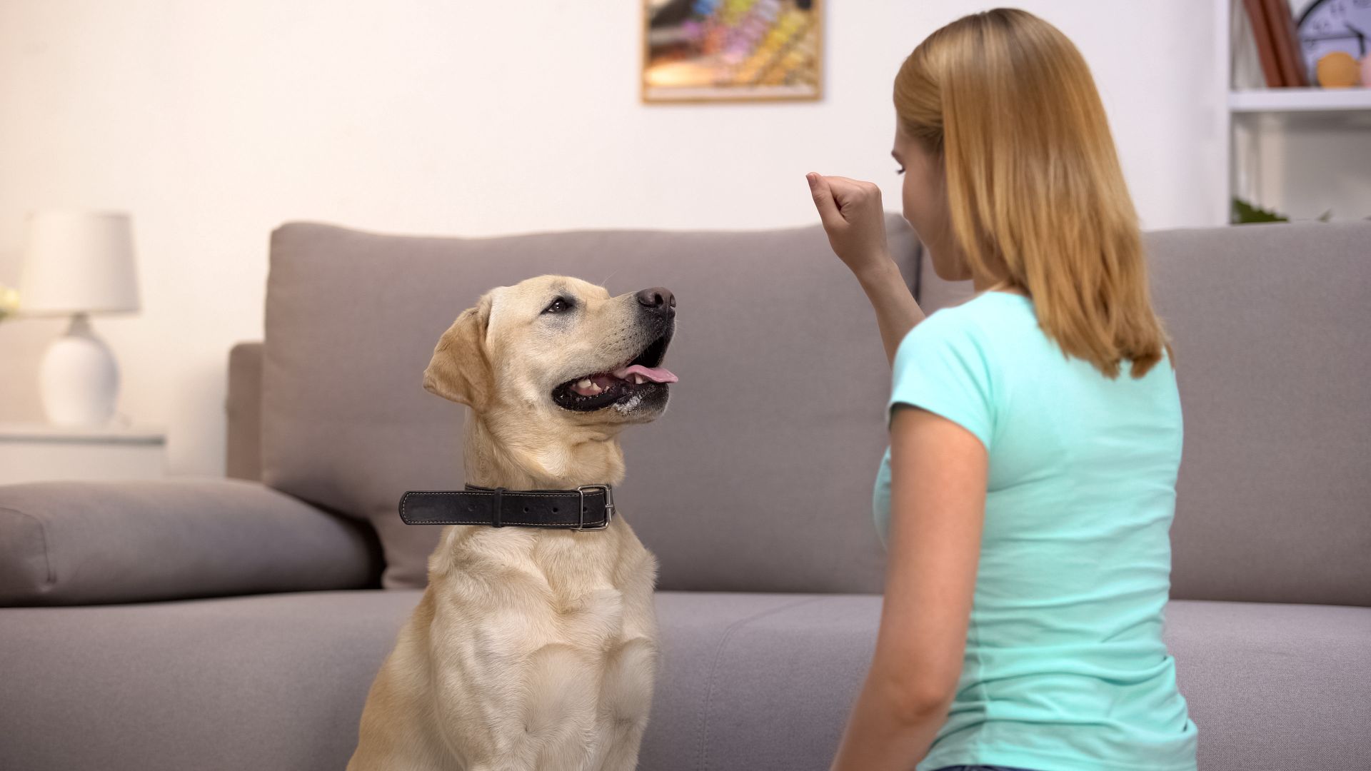 Pet owner dog training their dog at home.
