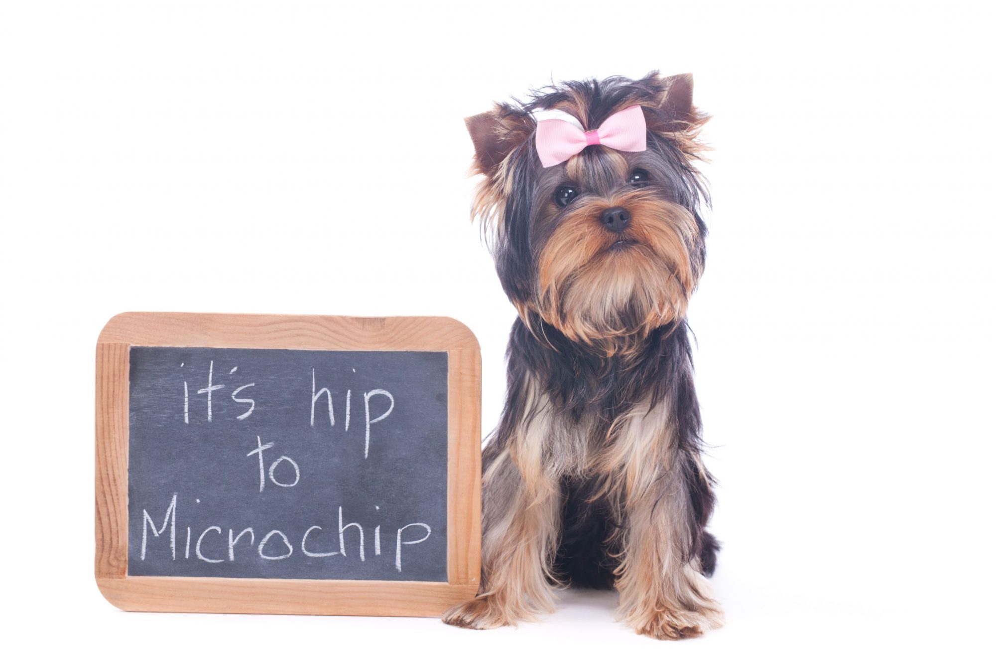 Yorkshire terrier wearing bow sitting next to chalkboard.