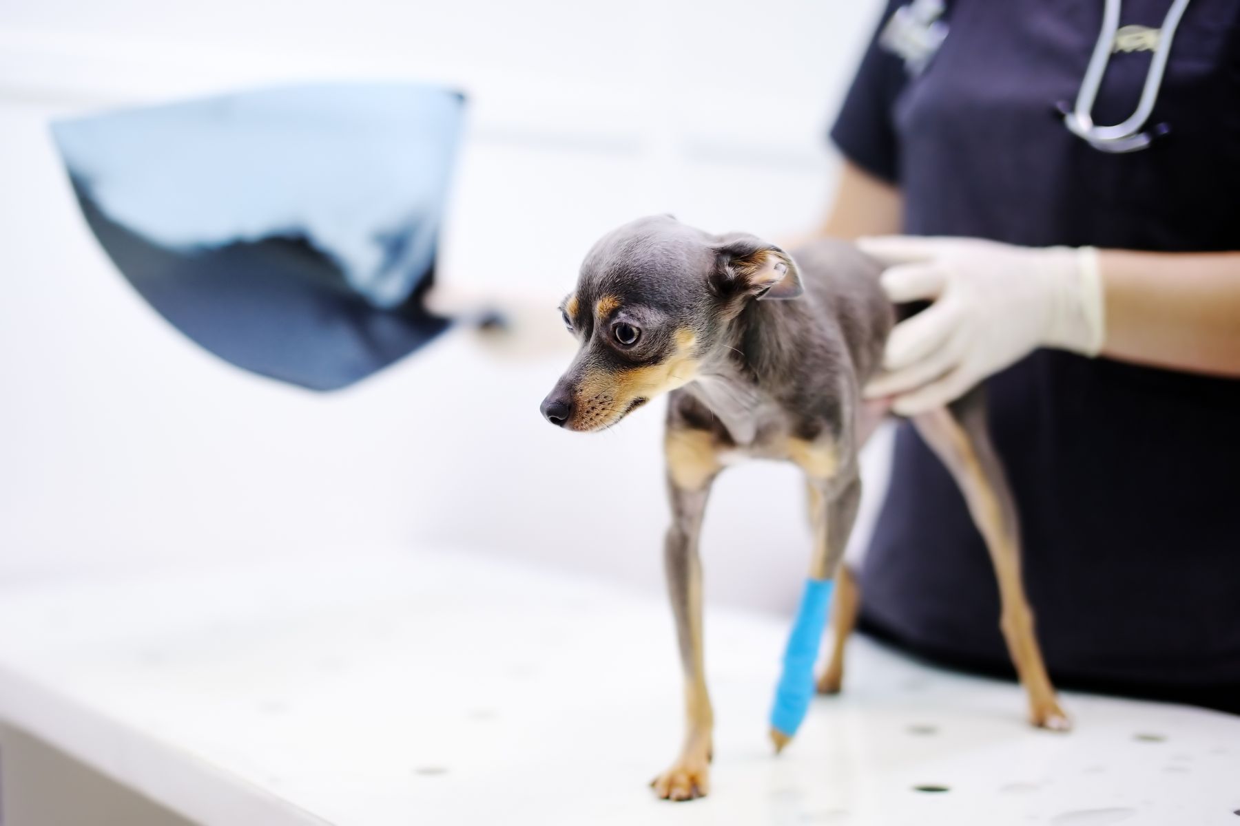 Small toy dog at the veterinary after surgery.