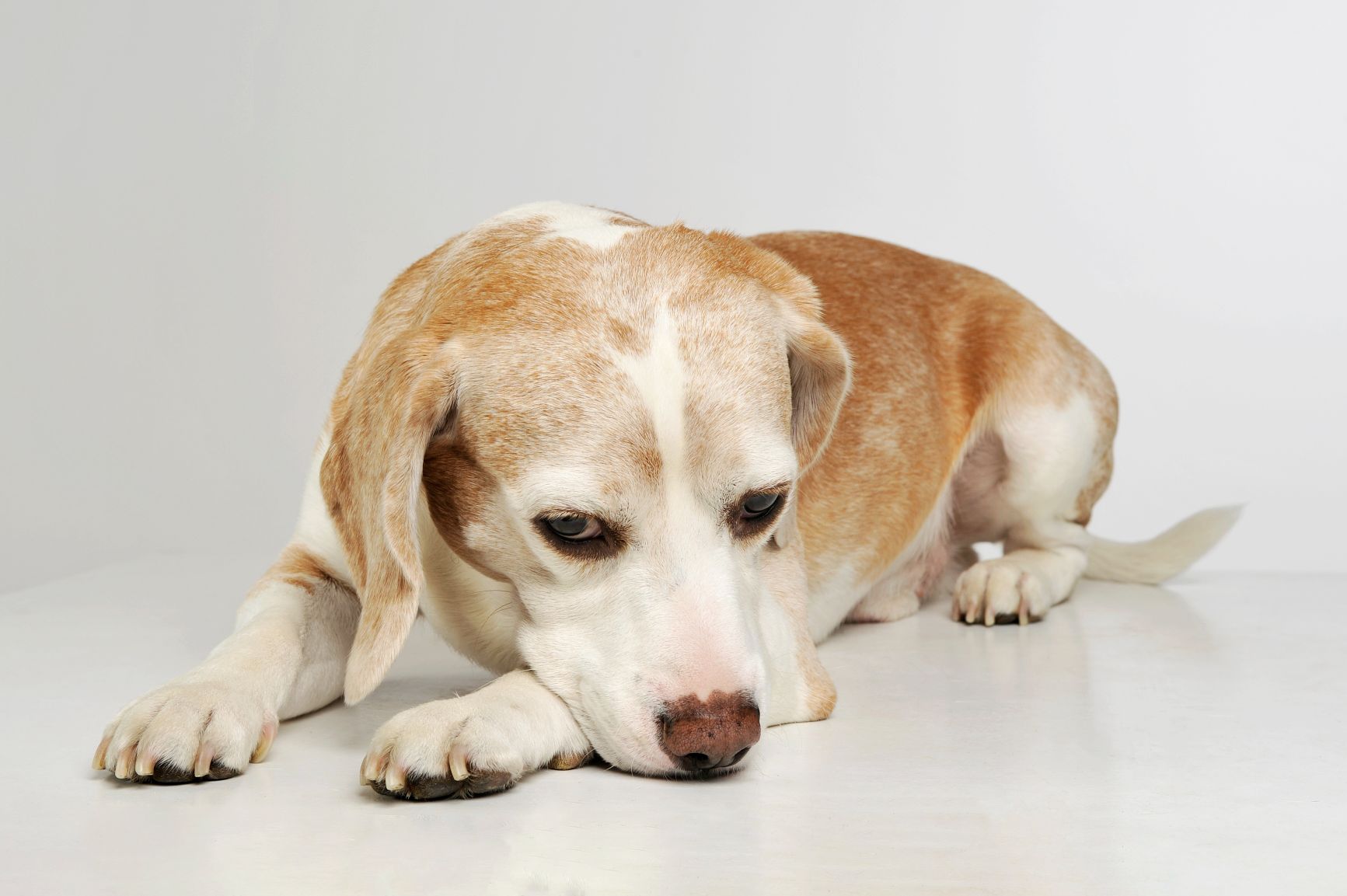 sad looking tan and white beagle .