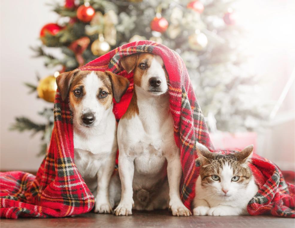 dogs and cat under blanket on christmas.