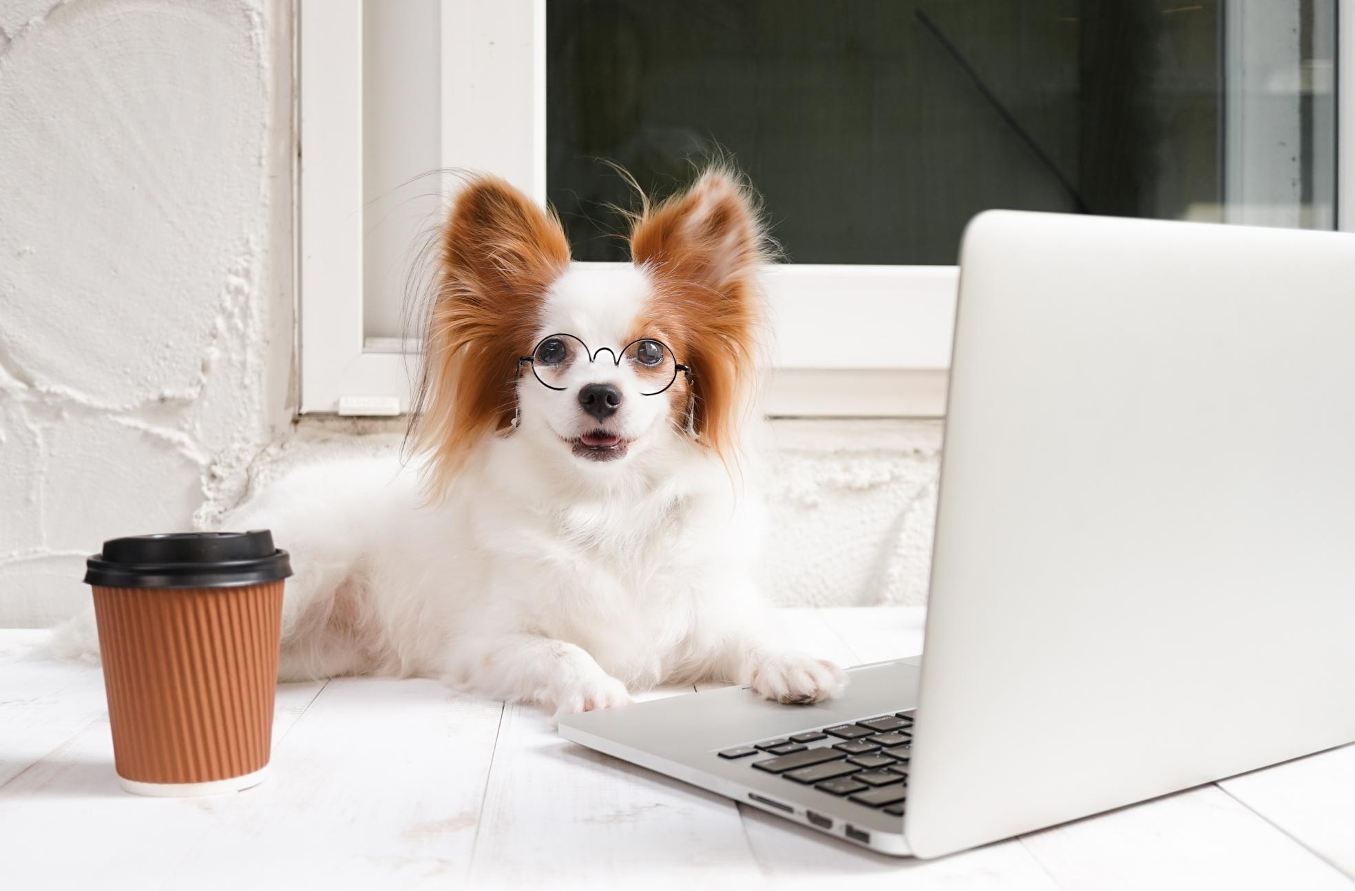 papillon dog wearing glasses using laptop.