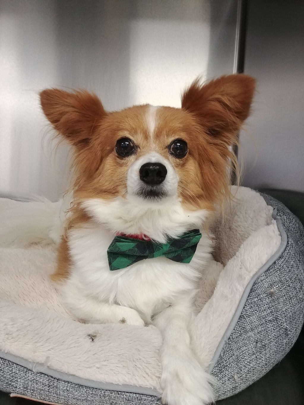 Dog Services