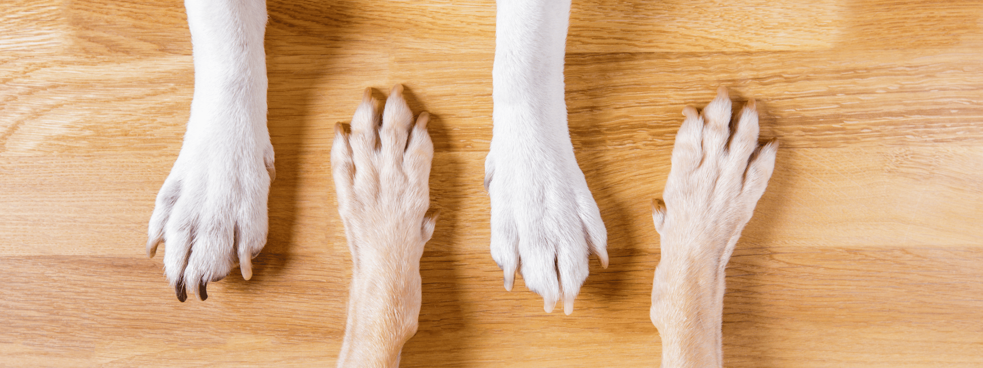Two sets of yellow dog paws and wood floor.