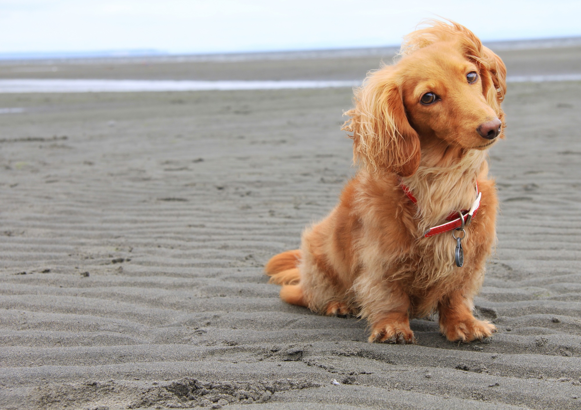 Dachshund