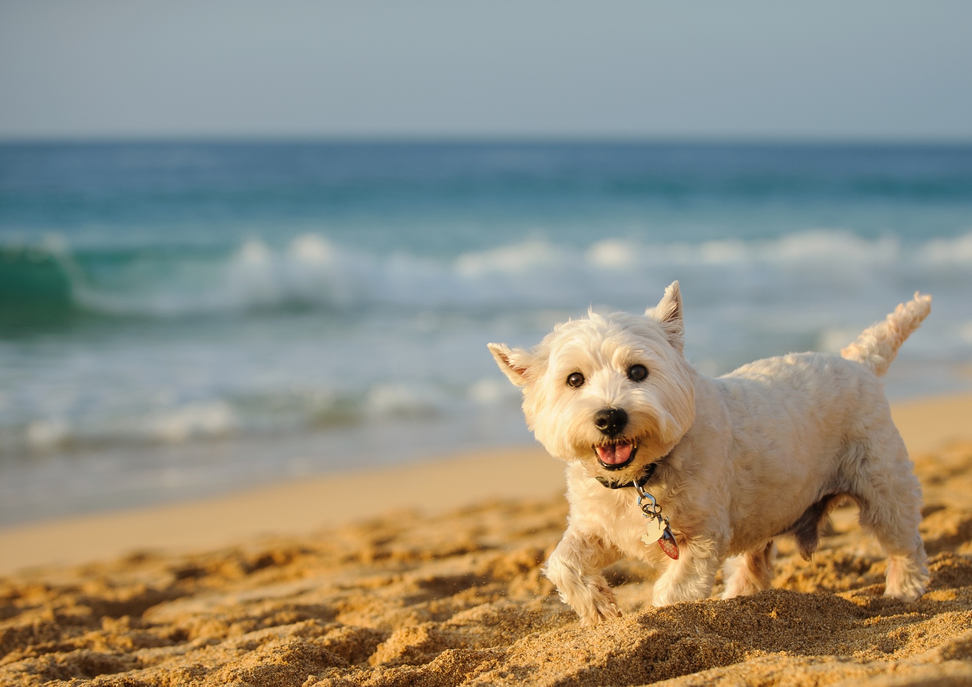 westie