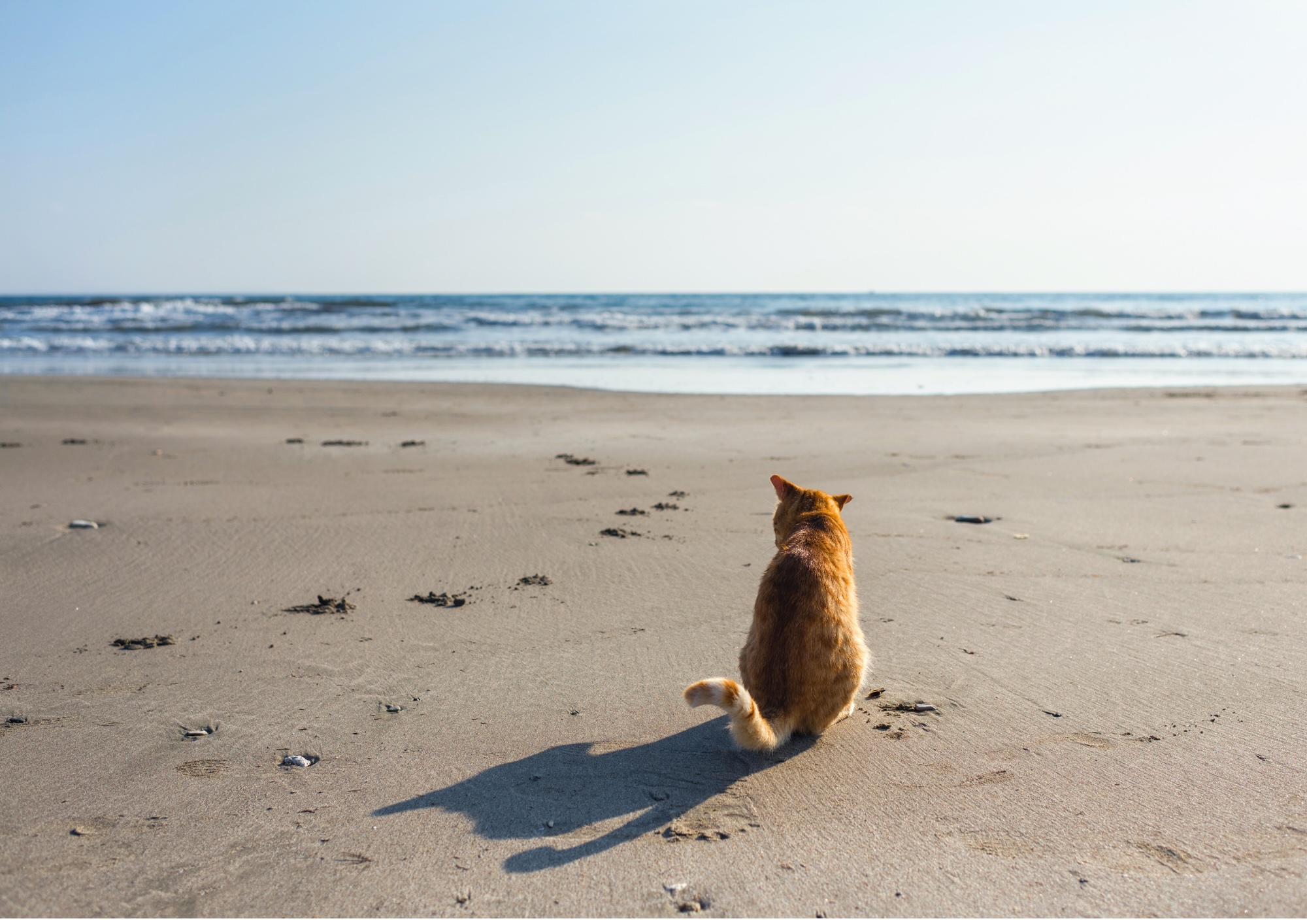 cat
