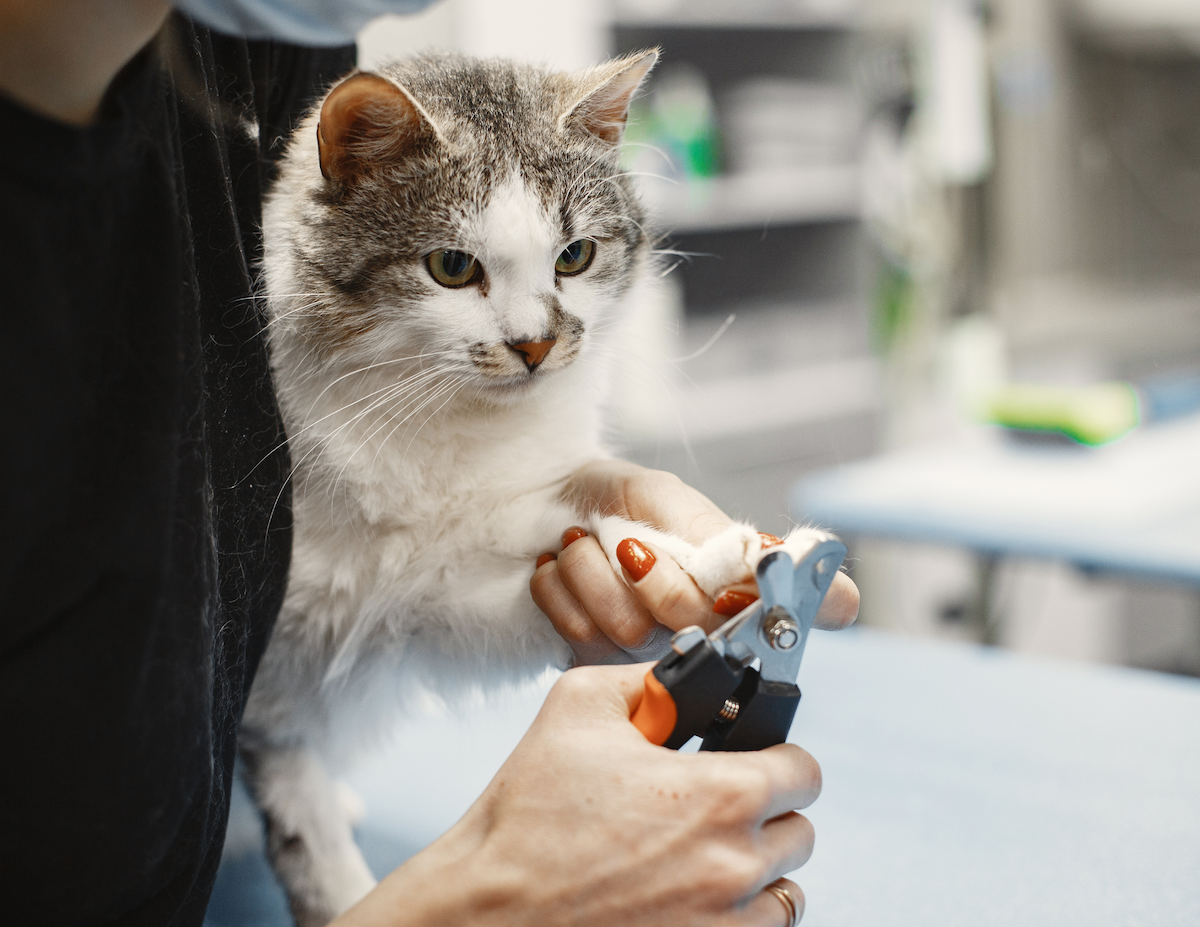 Cat Nail Trim 