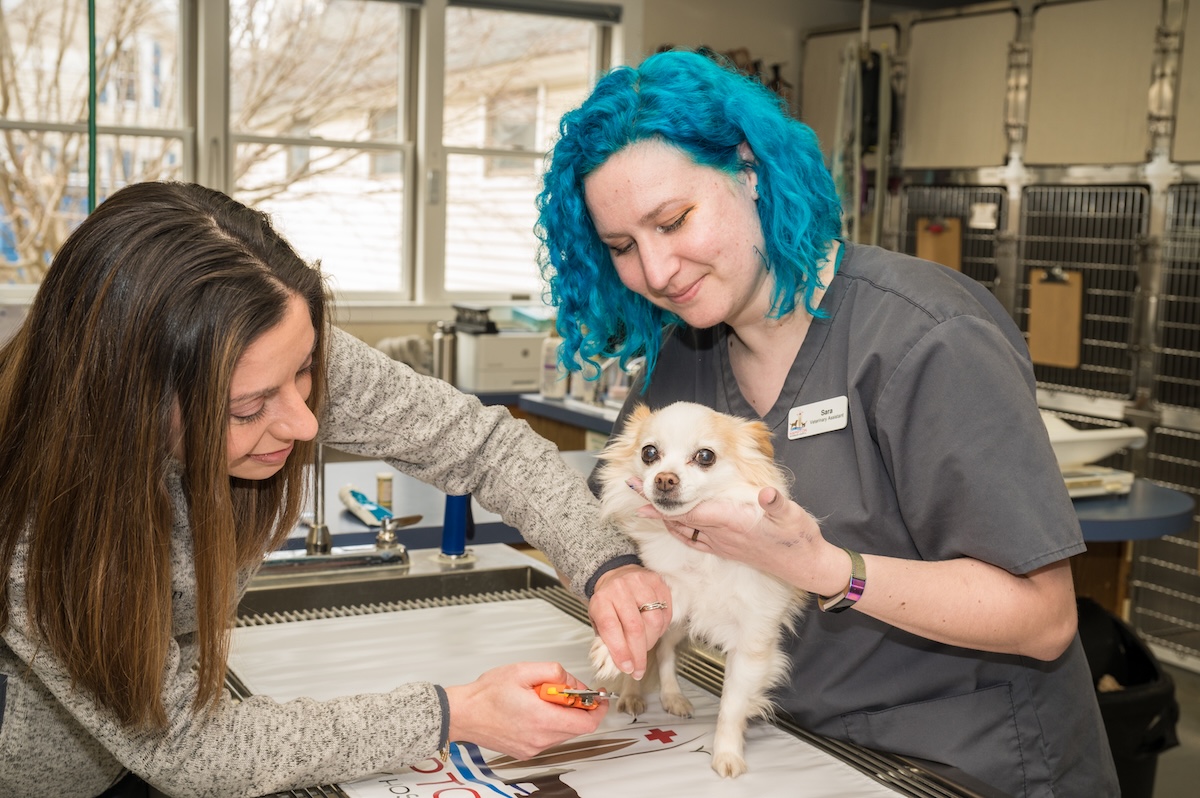 Dog getting nails trimmed 