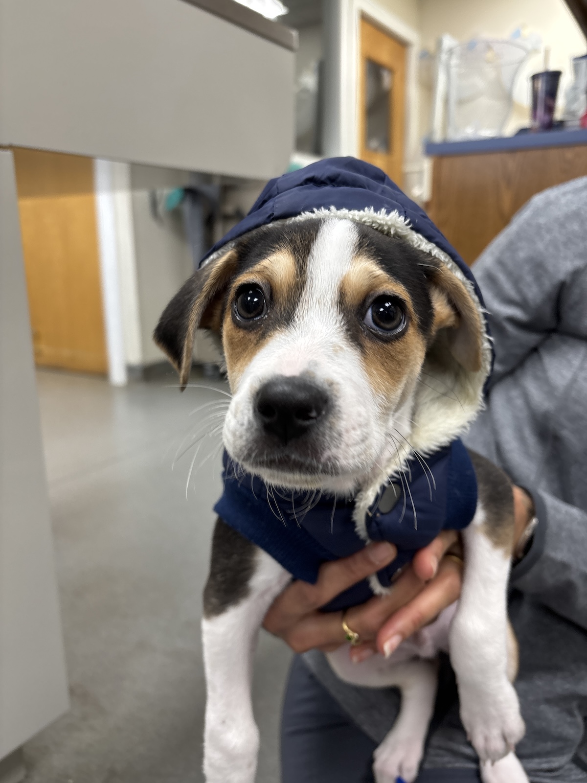 Puppy in jacket 