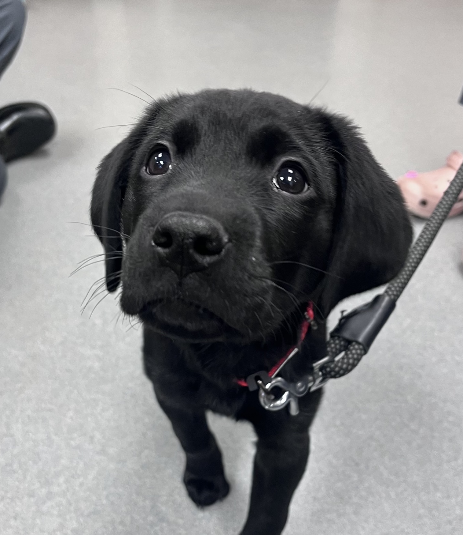 Black Puppy 