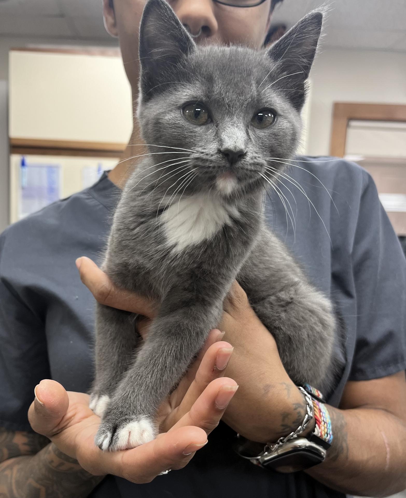 Grey Kitten