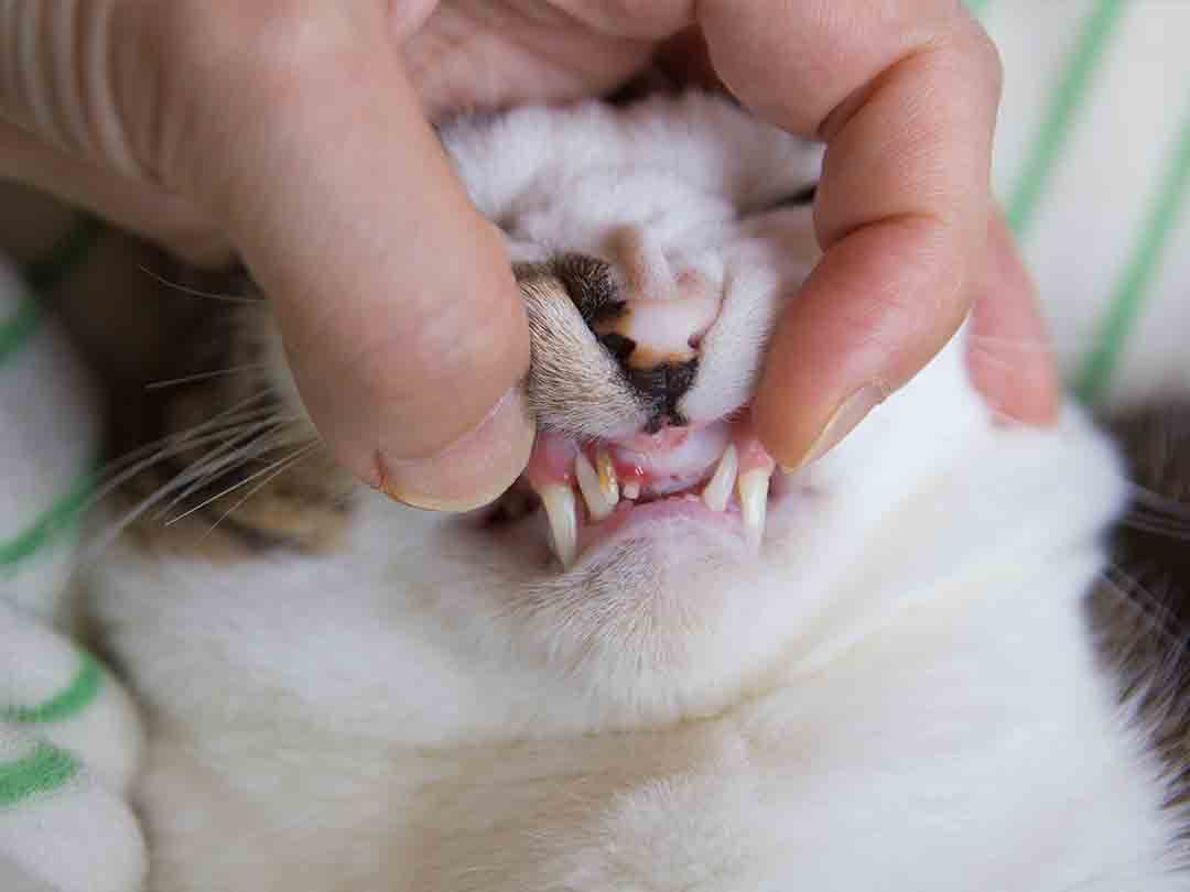 dental