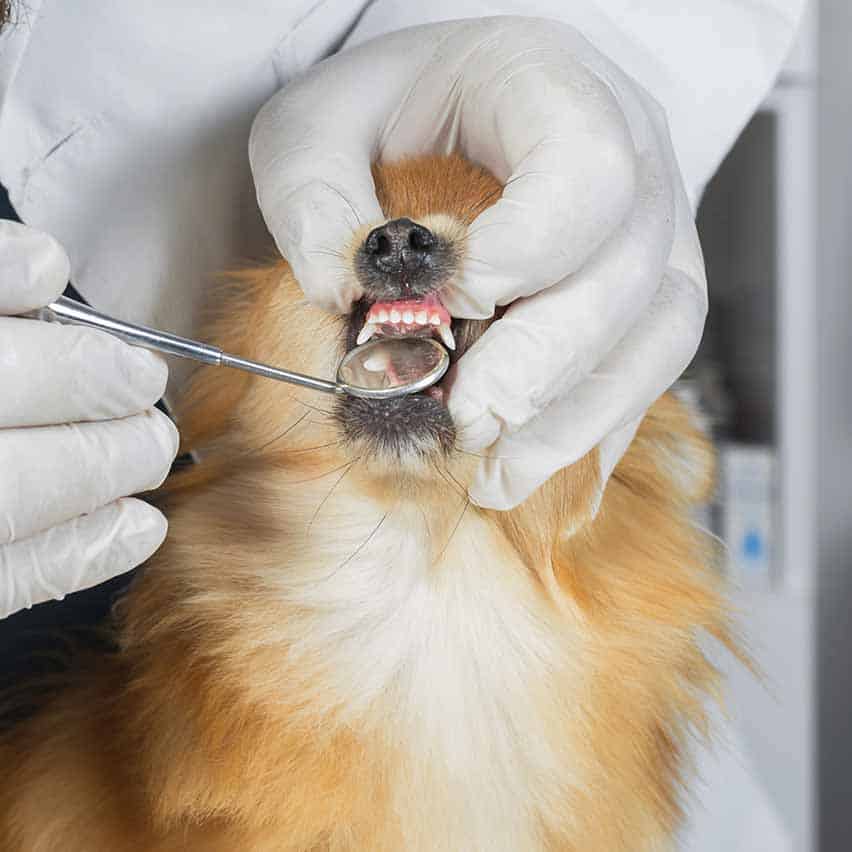 dental
