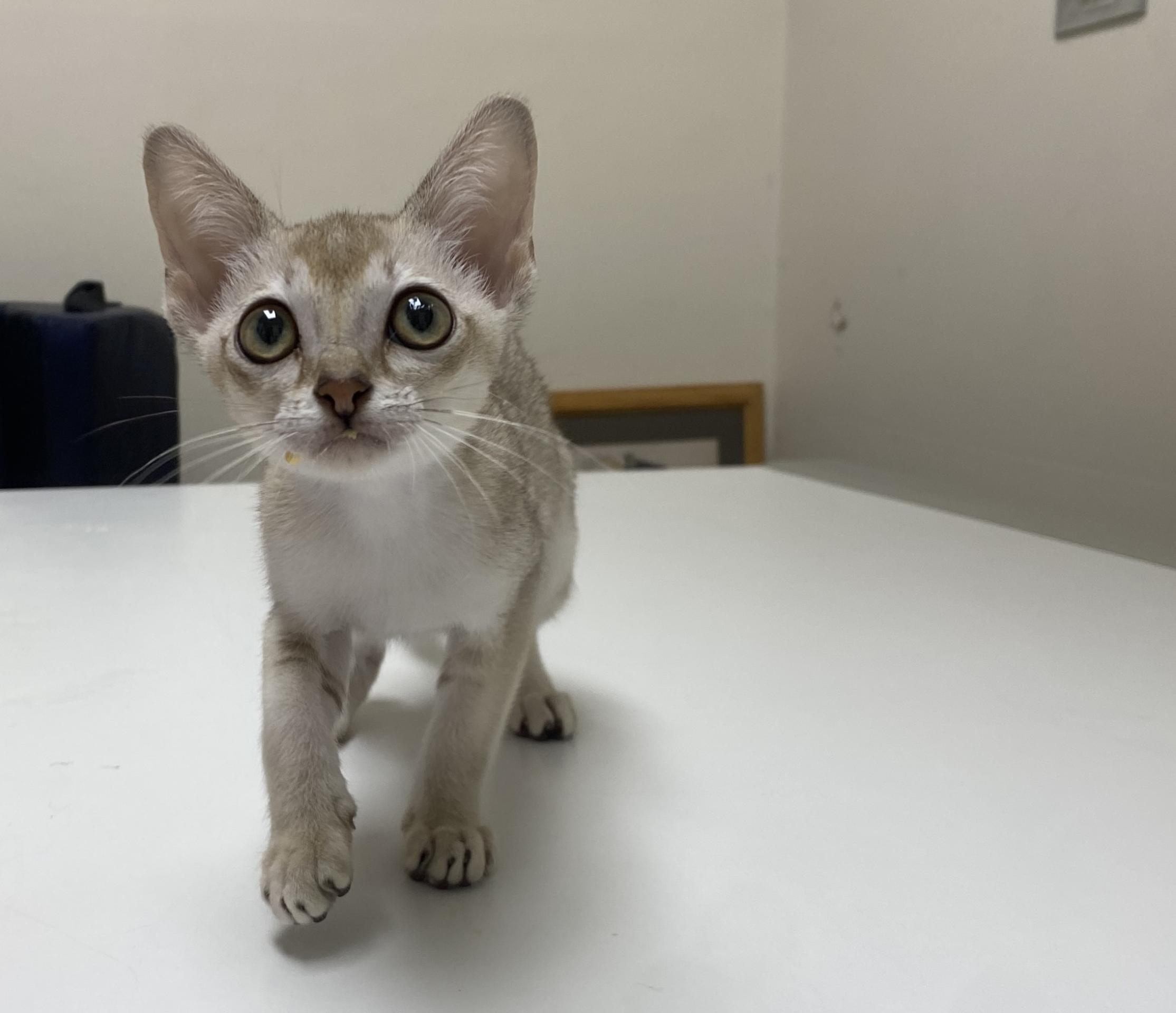 Kitten