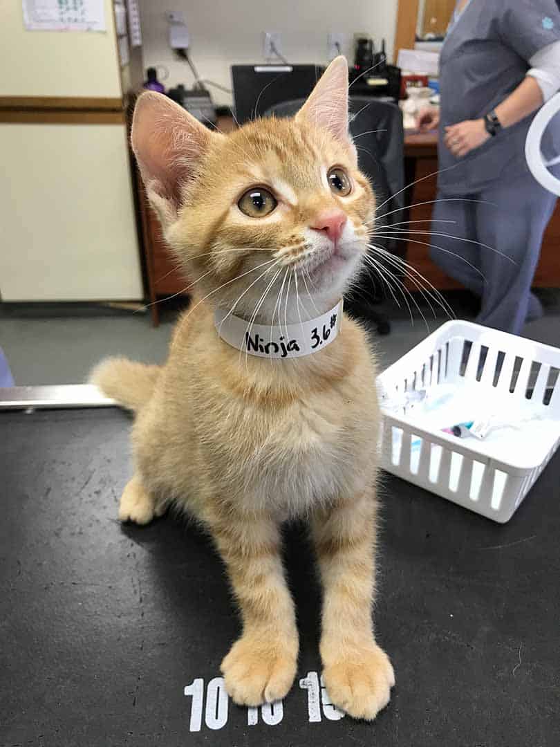 newkitten