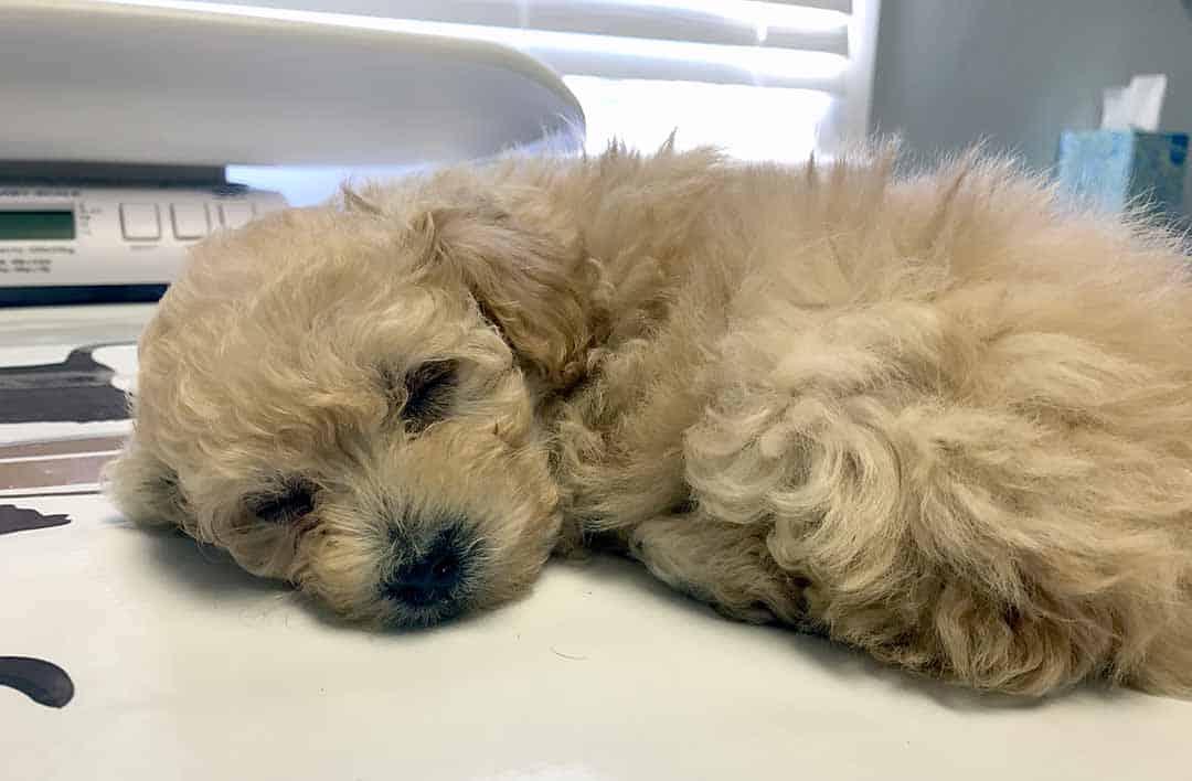 newpuppy
