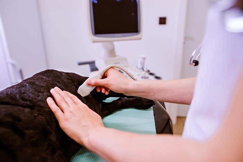 ultrasound