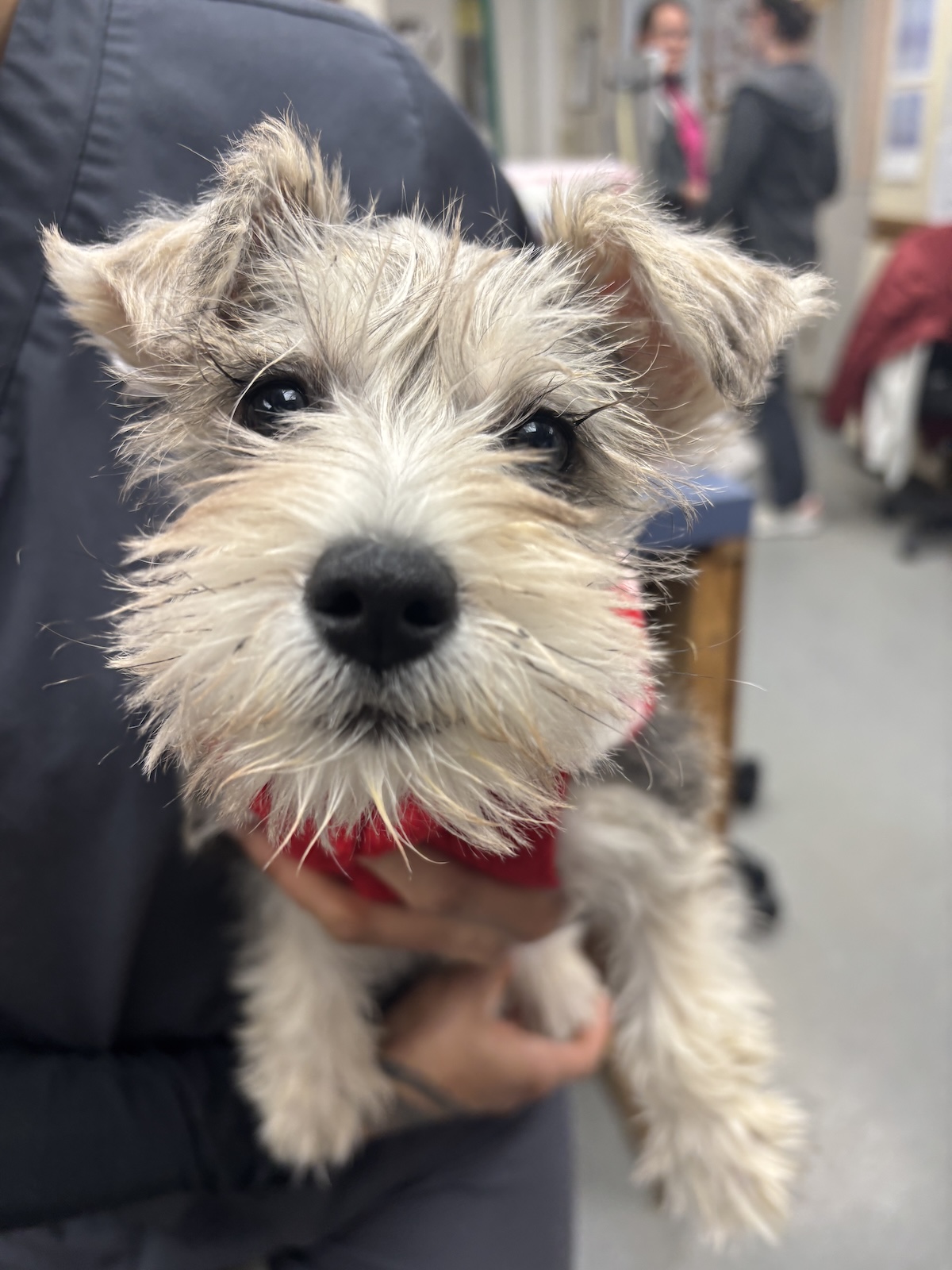 wirehairpuppy