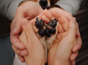 Ever Wonder Why Your Dog's Paws Smell Like Corn Chips? It's "Frito Feet"!