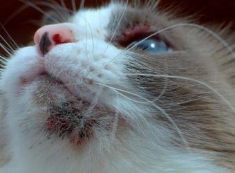 Why Does My Cat Have Chin Acne? Causes and Solutions for Feline Breakouts